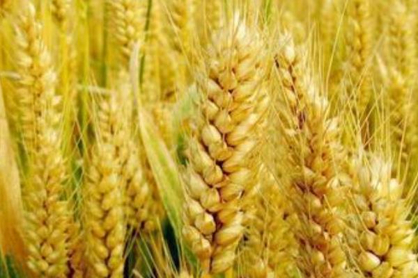 怀川929小麦种子简介，适宜播种期10月中下旬