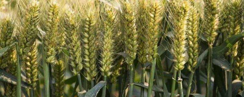 郑麦138小麦种子简介，适宜播种期10月上中旬