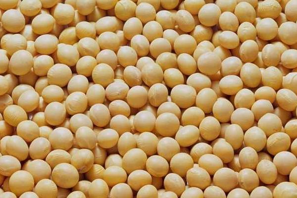 郑1825大豆品种简介，花期可每亩追施尿素5-8公斤