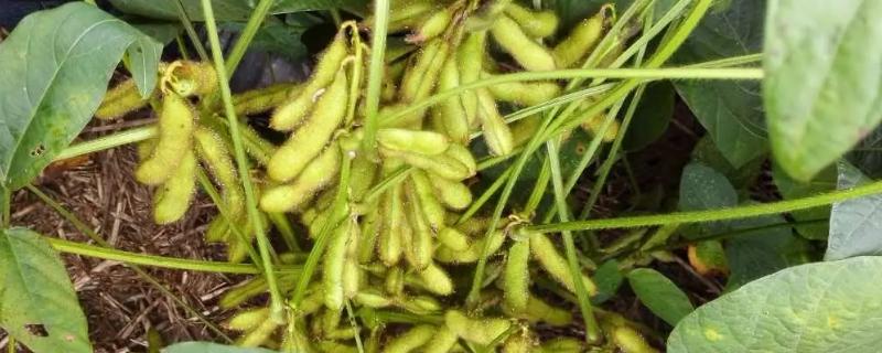 郑1825大豆品种简介，花期可每亩追施尿素5-8公斤