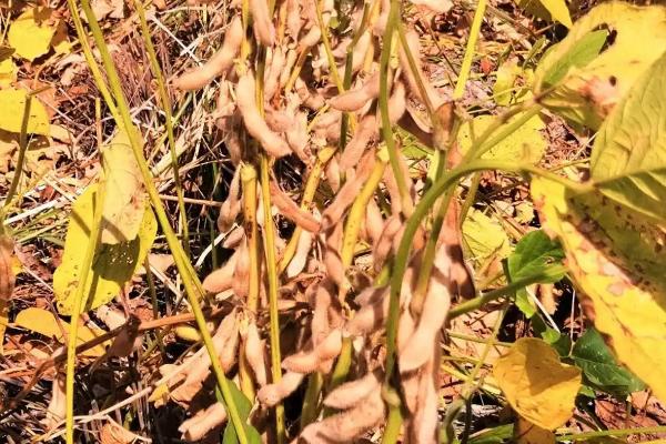 菏育11大豆种子介绍，属中晚熟夏大豆品种
