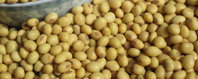 安豆1065大豆品种简介，表现中抗