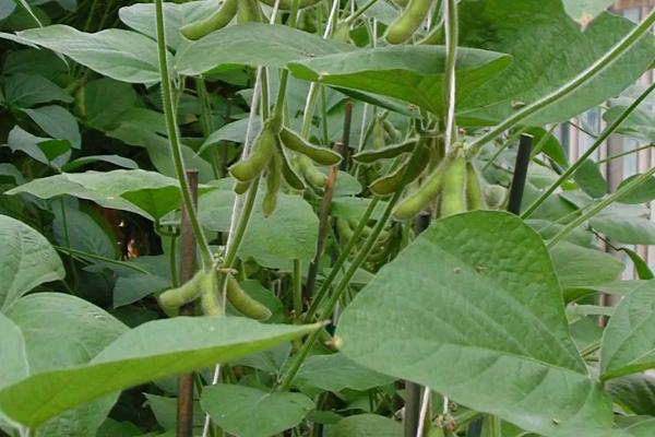菏育11大豆种子介绍，属中晚熟夏大豆品种