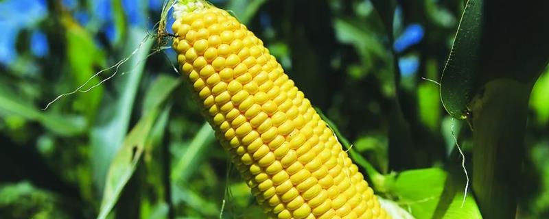 楚铂金918玉米种子特点，生育期为81.2天