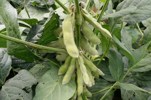 菏育11大豆种子介绍，属中晚熟夏大豆品种