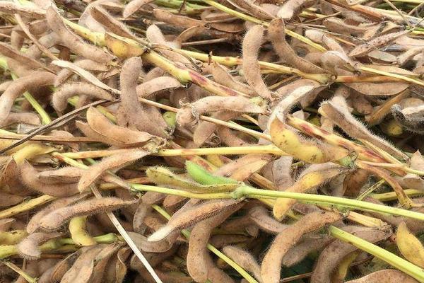郑1825大豆品种简介，花期可每亩追施尿素5-8公斤