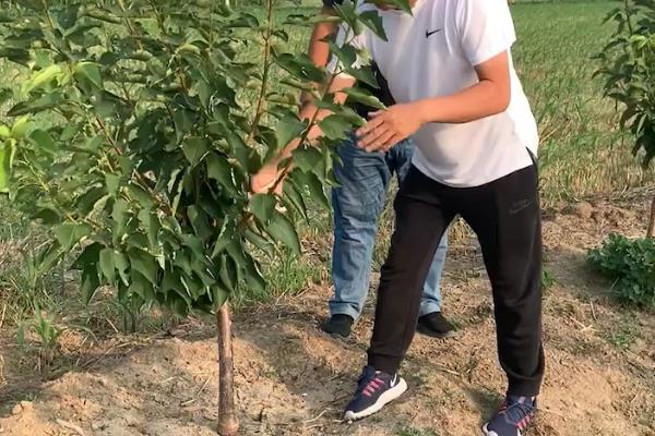 樱桃树的修剪时间，幼苗生长到60-80cm时可轻微修剪