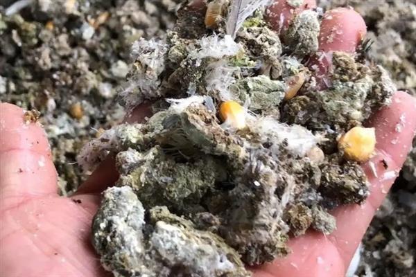 干鸽子粪能直接当肥料吗，要经过发酵之后再作肥料