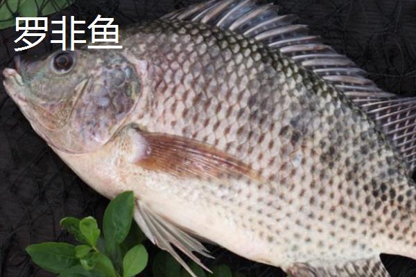 罗非鱼和鳊鱼有什么区别，分类、外观、栖息环境等方面均不同
