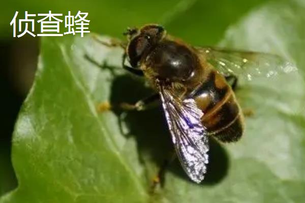 侦查蜂和盗蜂的区别，目的、出现时间、行为习惯均不同