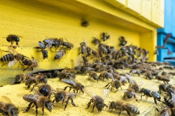 侦查蜂和盗蜂的区别，目的、出现时间、行为习惯均不同