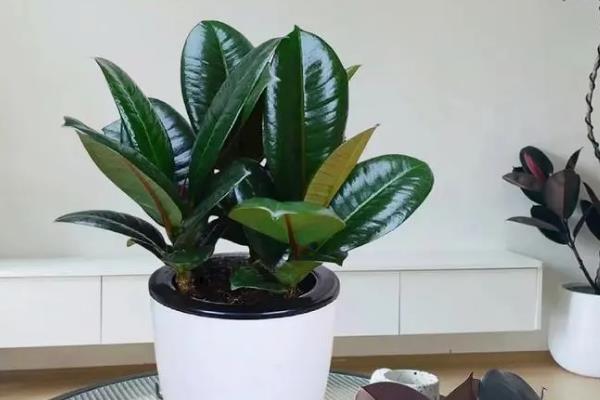 如何养殖橡皮树，生长适宜的温度为20-25℃