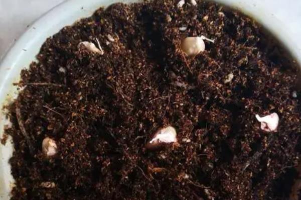盆栽蒜苗的种植方法，生长的适宜温度为12-25℃