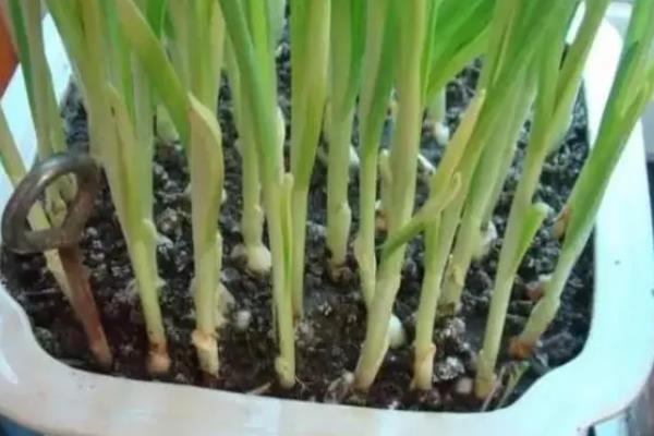 盆栽蒜苗的种植方法，生长的适宜温度为12-25℃