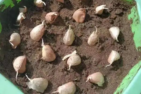 盆栽蒜苗的种植方法，生长的适宜温度为12-25℃