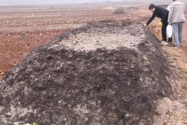 种植红菜苔要施什么肥，可施土杂肥、蔬菜专用肥等