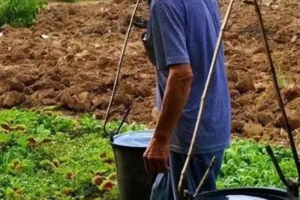 种植红菜苔要施什么肥，可施土杂肥、蔬菜专用肥等