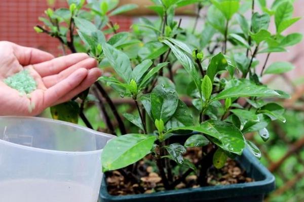 桅子花不开花的处理方式，需薄肥勤施并补充光照等