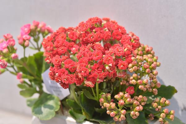 怎么养殖长寿花，春季每隔3-4天浇一次水