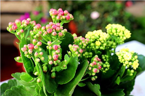 怎么养殖长寿花，春季每隔3-4天浇一次水
