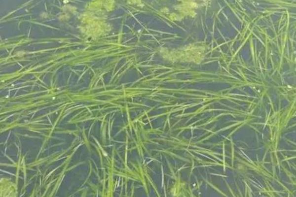 淡水鲈鱼的养殖条件，需要控制好投放密度