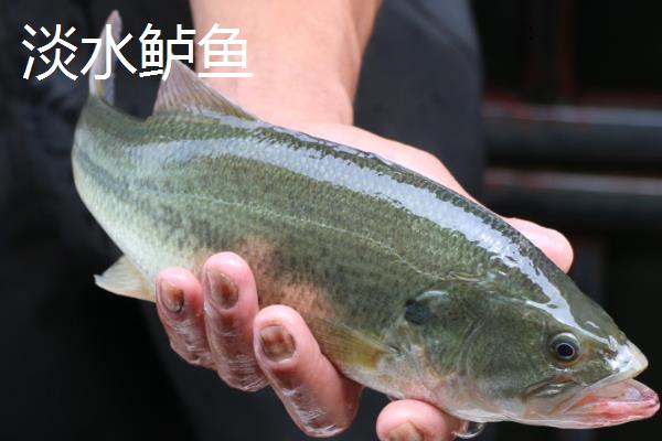 淡水鲈鱼的养殖条件，需要控制好投放密度