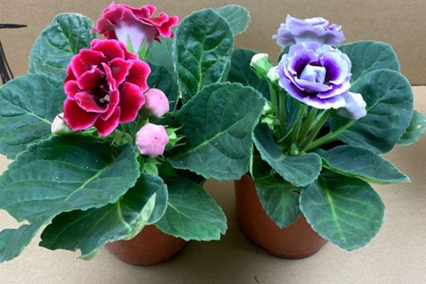 芙蓉花打顶是什么时候，一般选择在春秋两季进行