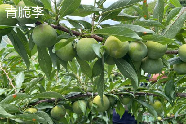 蜂糖李什么时候成熟，在7月初的时候逐渐成熟