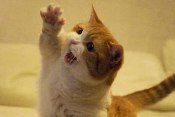 猫咪粪便是绿色的原因，一般是因为胆红素氧化变为胆绿素