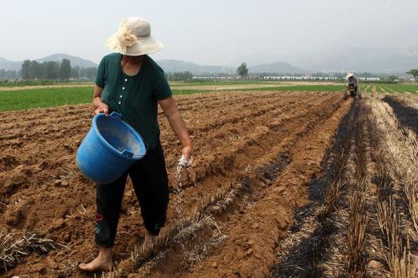 早熟大蒜如何栽培，底肥以农家肥、磷钾肥为主