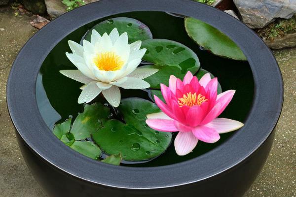睡莲的水养方法，花期要追施磷酸二氢钾