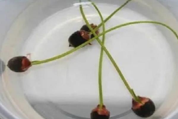 睡莲的水养方法，花期要追施磷酸二氢钾