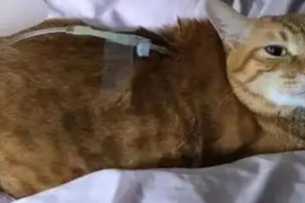 哪些植物会让猫咪中毒，常见的有毛茛科植物、天南星科植物等