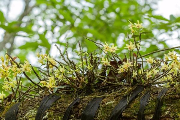 铁皮石斛相关介绍，茎部直立呈圆柱形、花期为3-6月份