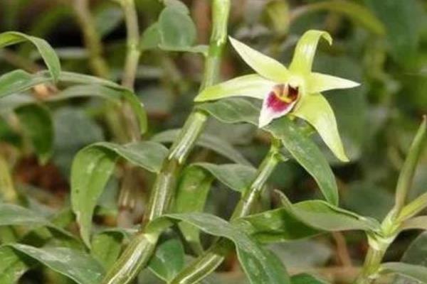 铁皮石斛相关介绍，茎部直立呈圆柱形、花期为3-6月份