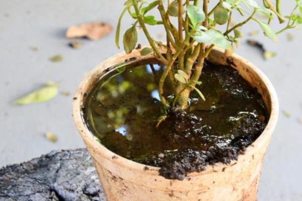 扶桑花的浇水方法，要选用干净清洁没有污染的水