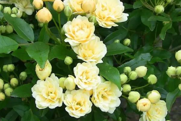 木香花在几月扦插，在4-5月扦插为佳