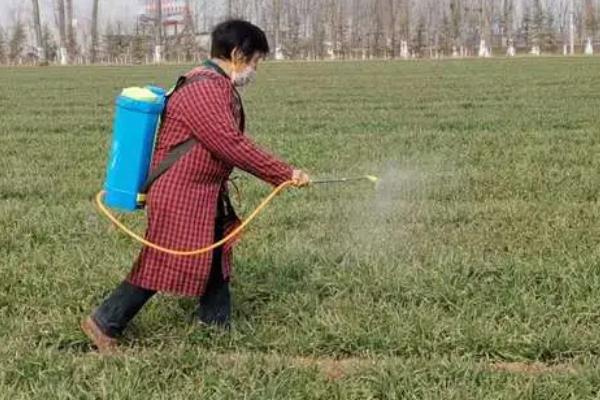 麦田打除草剂的时间，11月中下旬是防治杂草的关键时期