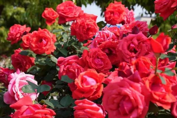 蔷薇和月季的区别，科属、品种、花色均不同