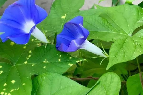 牵牛花如何掐尖，在植株长出3-4片真叶后进行