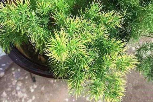 蓬莱松叶子发黄怎么处理，需适量浇水、施肥等