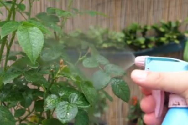 月季花怎么养，选择富含腐殖质的微酸性土壤种植