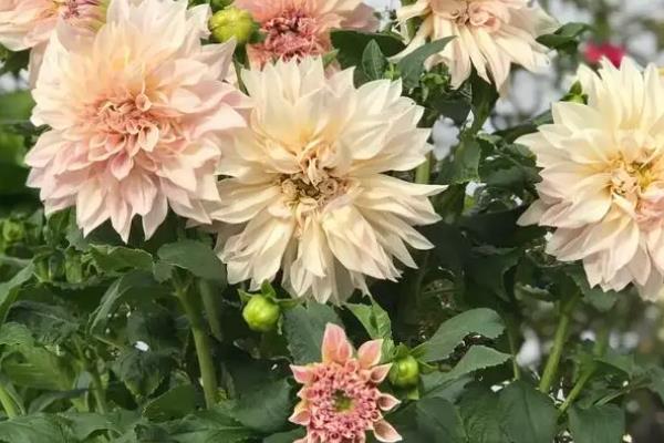 大丽花种球如何催芽，选在每年的三月上旬进行