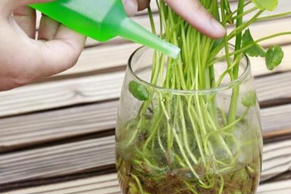 水培植物多久换水一次，5-7天换一次水为佳