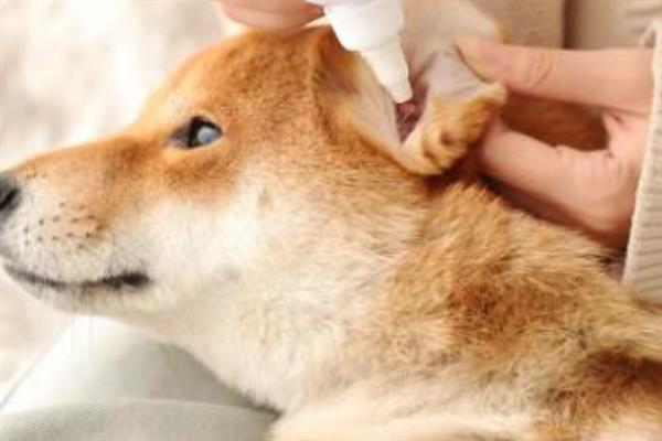 狗狗耳屎耳腊过多如何处理，需进行专业的耳道深度清洁
