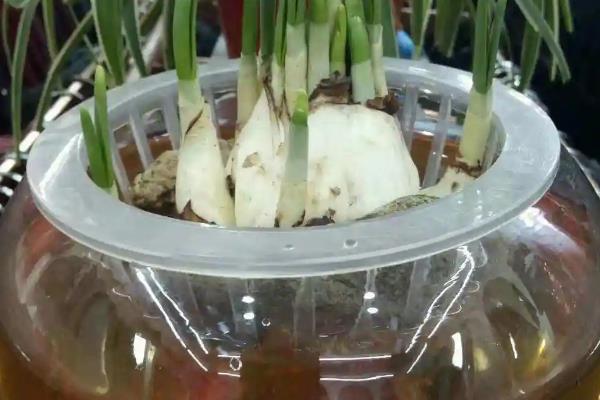 水仙叶子能剪吗，可以适当修剪叶片