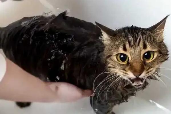 猫跳蚤药中毒如何急救，先擦拭身体再带去医院治疗