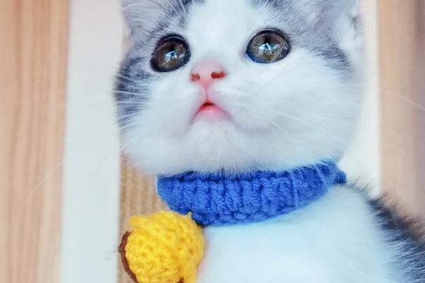 猫跳蚤药中毒如何急救，先擦拭身体再带去医院治疗