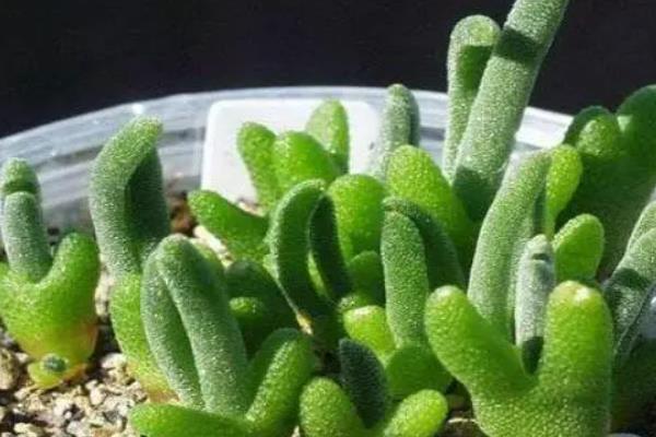 碧光环的养殖方法，生长季节每隔20天追施一次肥液