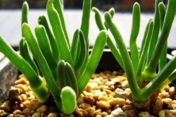 碧光环的养殖方法，生长季节每隔20天追施一次肥液